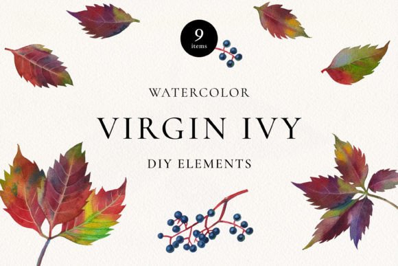 Download Virgin Ivy Watercolor Floral Elements - Watercolor floral elements Collection